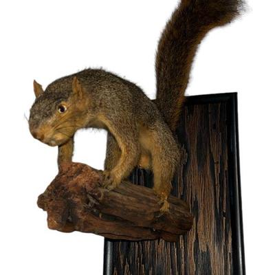 A Vintage Squirrel Taxidermy