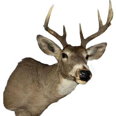 Sale Photo Thumbnail #288: A Vintage 8 Point Deer Taxidermy Mount