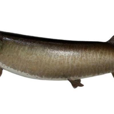 A Vintage 4' Muskie Fish Mount
