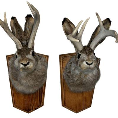 Sale Photo Thumbnail #289: Two Small Jackalope Taxidermy Mounts