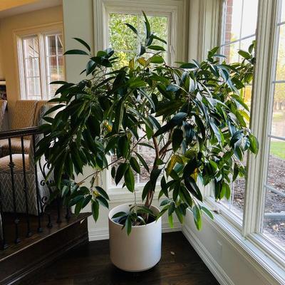 Beautiful Large Ficus Tree (6 ft)