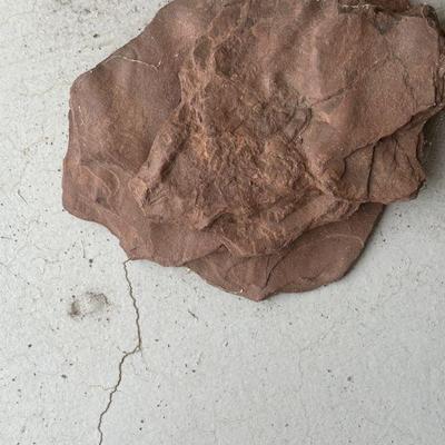 Dinasaur foot print in limestone