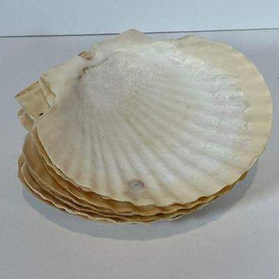 Scallop Shells