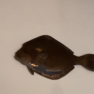 $75 Thomas Smoak metal fish 10" x 18" 
