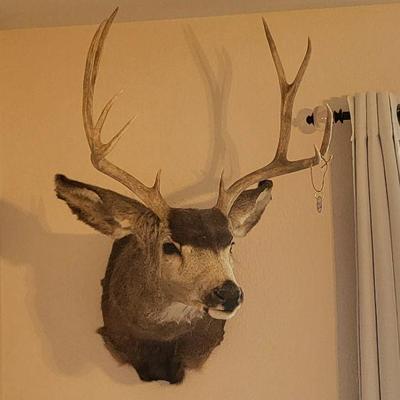 Deer Mount Taxidermy 