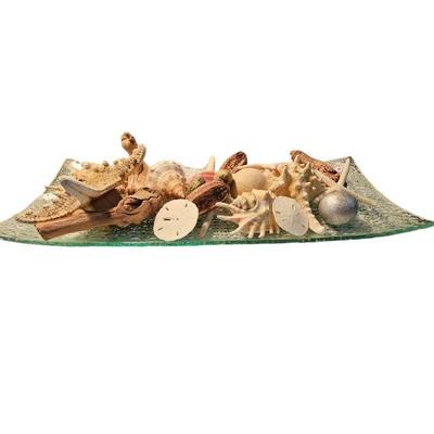 Seashell display