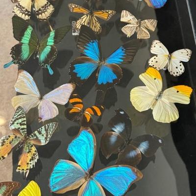 Unique Butterfly Display * Real Butterflies Mounted In Plexiglass
