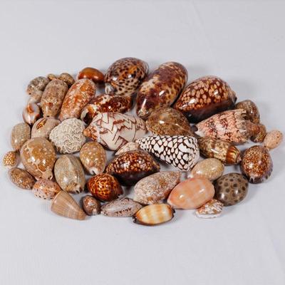 Please visit our showroom November 15-17th 10am-5pm to purchase this item.