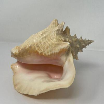 Large 9" Queen Conch Shell