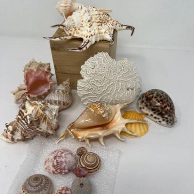 Vintage Seashells and Coral Collection