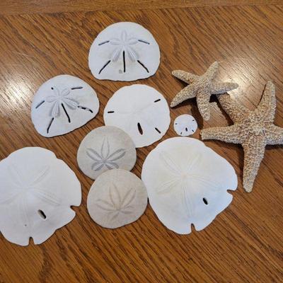 Natural Sand Dollars & Starfish Collection