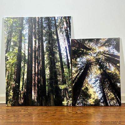 (2pc) PAIR FORREST PICTURES | Pair of high-resolution photographs of a forest printed on canvas - w. 24 x l. 32 in (larger)

