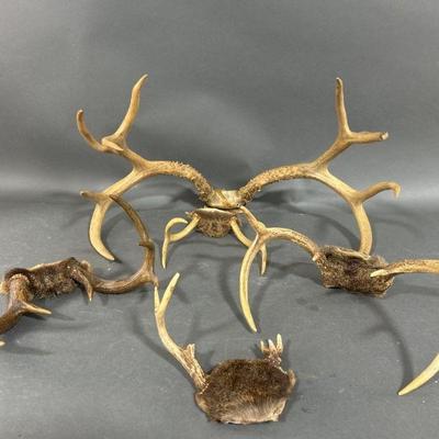 Lot 75 | Five Sets Of Deer Antlers Most With Fur Swatches
