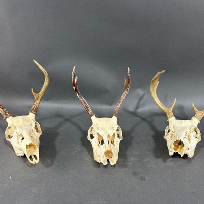 Lot 73 | Three Deer Skull & Antlers
