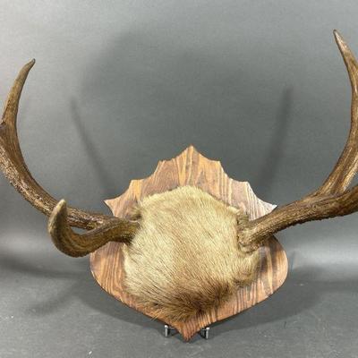 Lot 74 | XL Mounted Deer Antlers With Tuft Of Fur
