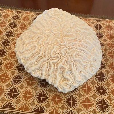 Brain Coral