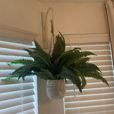Hanging Fern