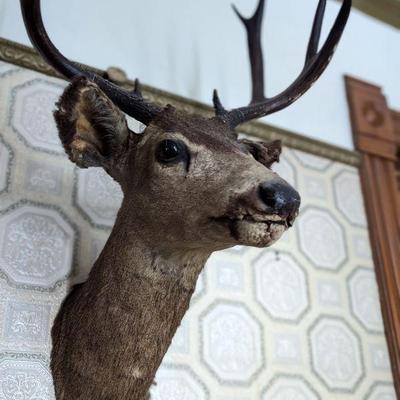 Lot #130 - Taxidermy Deer Head Mount