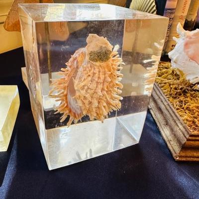 Shell in Lucite 