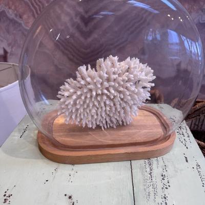 Coral in glass dome