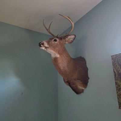 Taxidermy