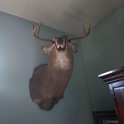 Taxidermy