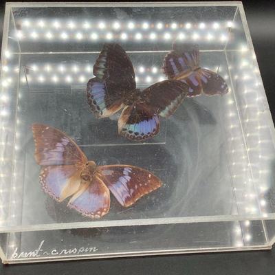 Real Butterflies