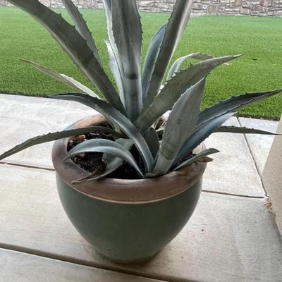 Plants 