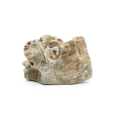 Barnacle Shells on Beach Rock