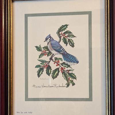 Blue jay picture