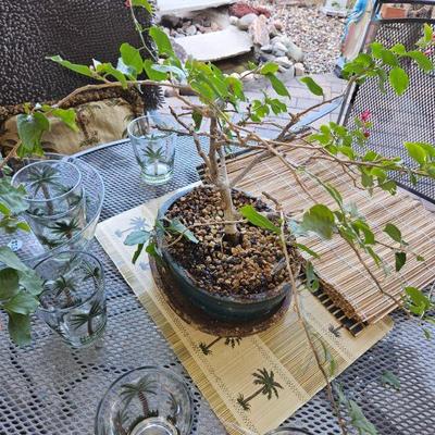 Bonsai
