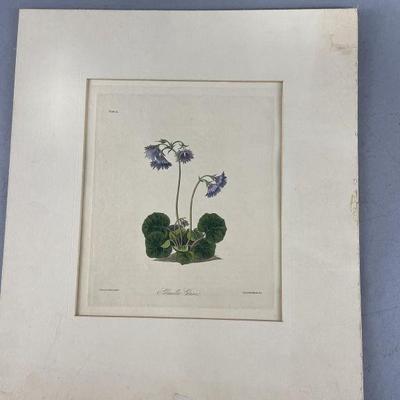 Lot 88 | Antique Botanical Print
