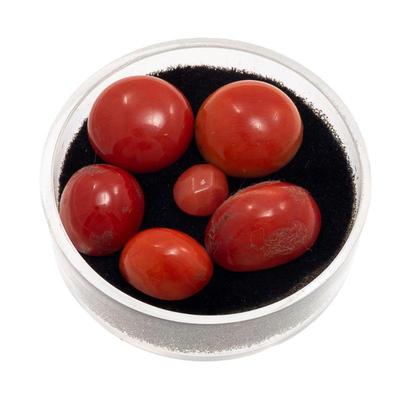 Group of Six Unmounted Coral Cabochons