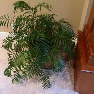 indoor plants