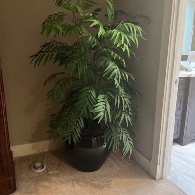indoor plant