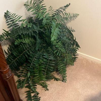 indoor plant