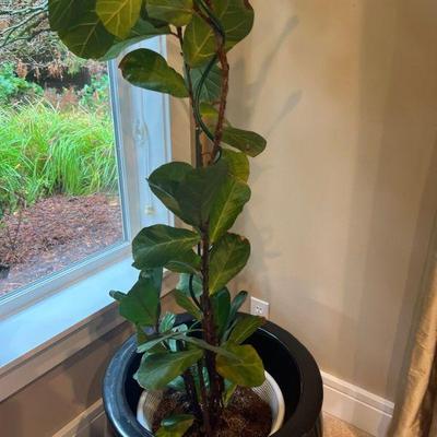  indoor plant