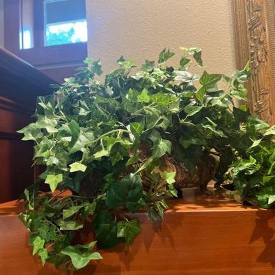 indoor plant
