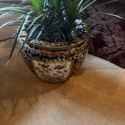 indoor plant