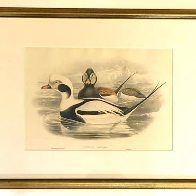 This and the following are a pr. - J. Gould & H.C. Richter duck prints  23 x 30”
