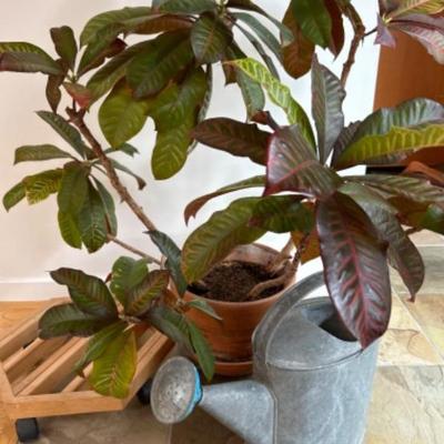 Live Plant, Watering can, rolling stand