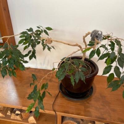2 healthy plants