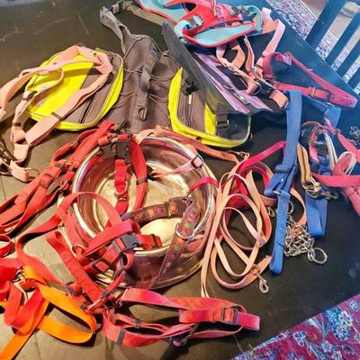 Various dogs accessories  