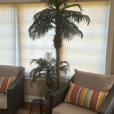 very cool palm tree