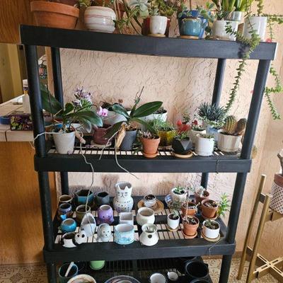 Plants, planters