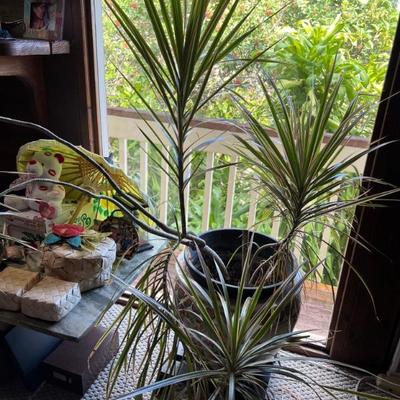 Kentia palm in Chinese "fish pot."