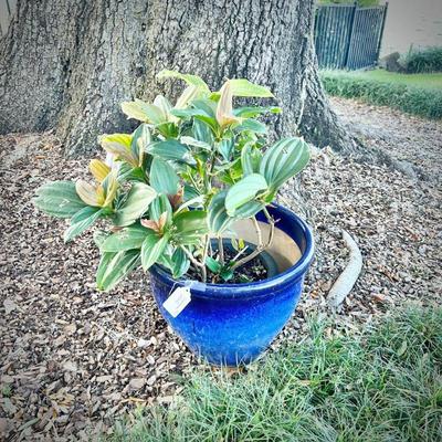 Blue ceramic pot with plant