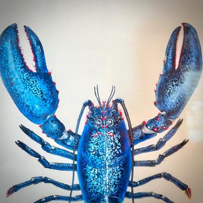 Nick Mayer "Blue Lobster"