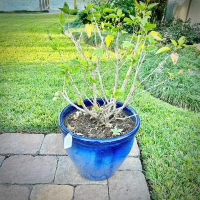 Blue ceramic pot with hibiscus plant