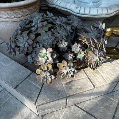 live plants